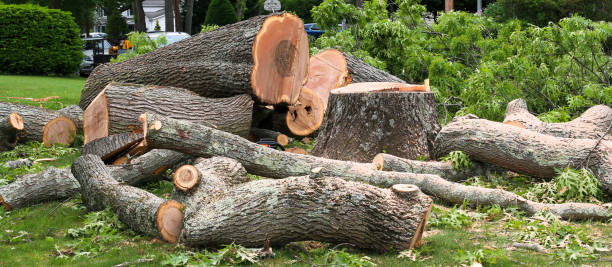 How Our Tree Care Process Works  in  Cementon, PA